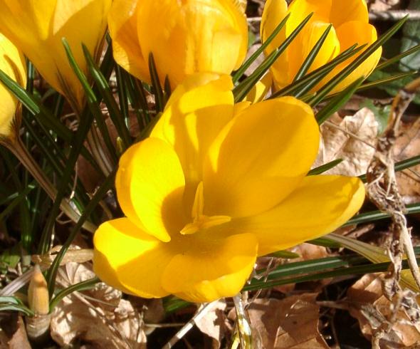 Crocus 'E.A. Bowles'